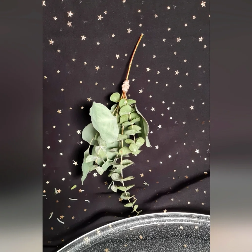 Elegant Baby Eucalyptus Broom